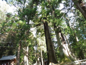 河口浅間神社　杉の木